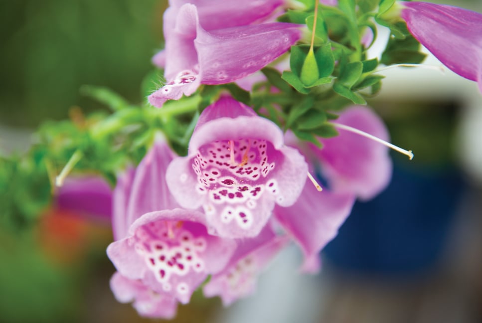 Pink Flowers
