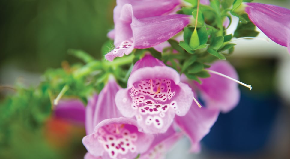 Pink Flowers