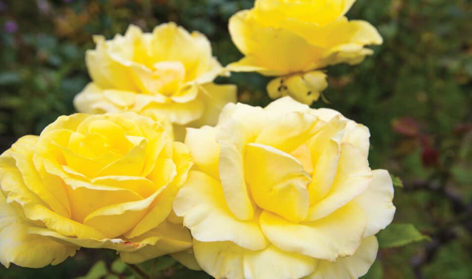 yellow flowers